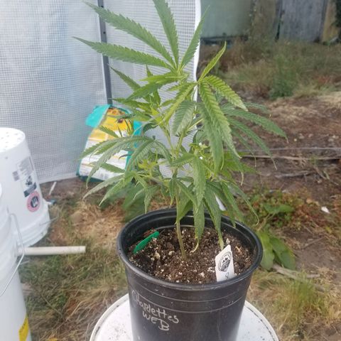 Charlotte's Web growlog timeline photo