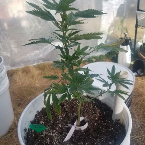 Durban poison growlog timeline photo