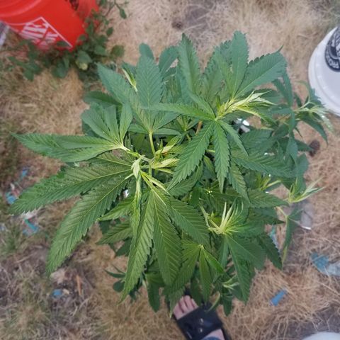 Duct tape growlog timeline photo