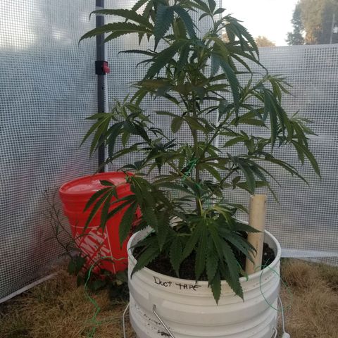 Duct tape growlog timeline photo