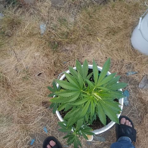 Durban poison growlog timeline photo