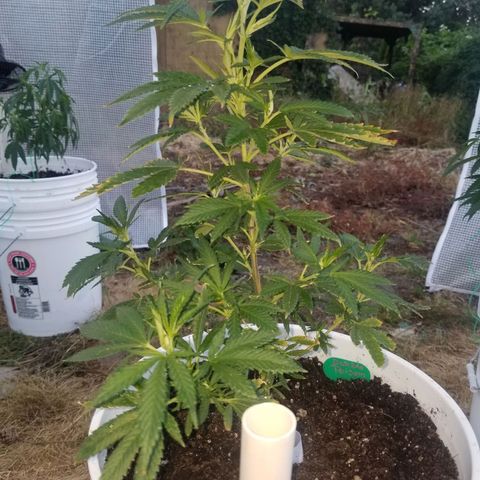 Durban poison growlog timeline photo