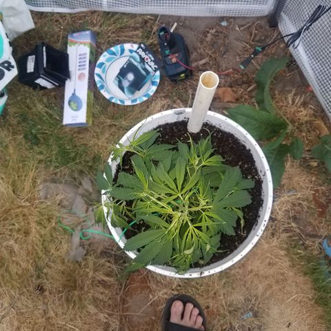 Charlotte's Web growlog timeline photo