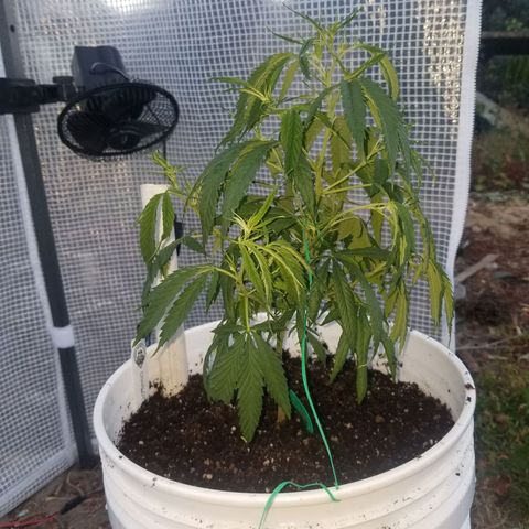 Charlotte's Web growlog timeline photo