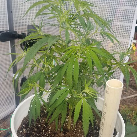 Charlotte's Web growlog timeline photo