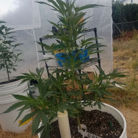 Durban poison growlog timeline photo