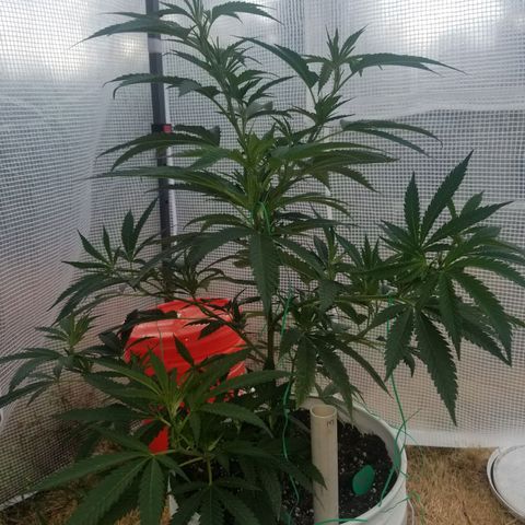 Duct tape growlog timeline photo