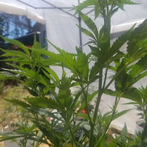Duct tape growlog timeline photo