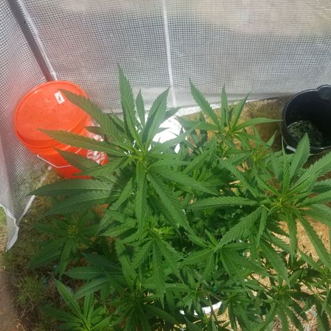 Duct tape growlog timeline photo
