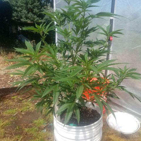 Duct tape growlog timeline photo