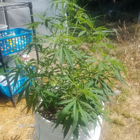 Charlotte's Web growlog timeline photo