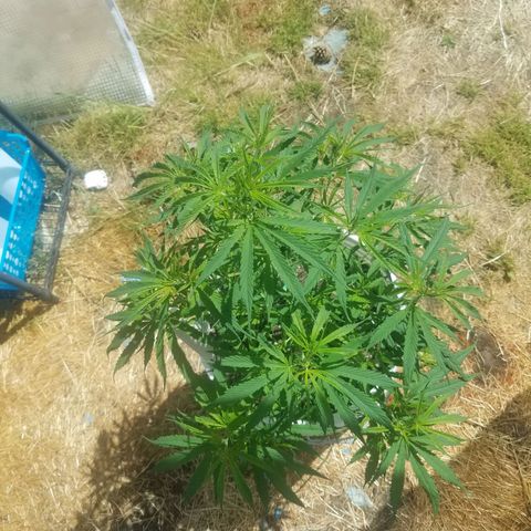 Charlotte's Web growlog timeline photo