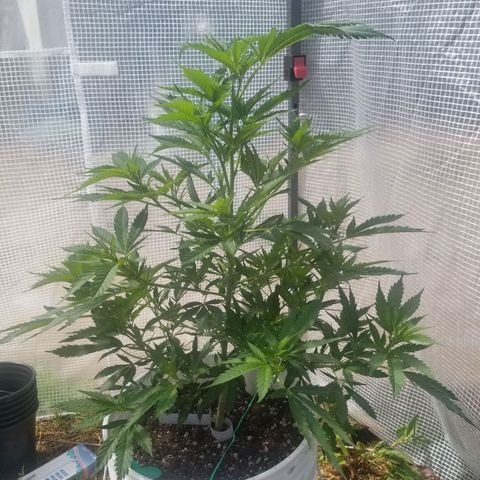 Durban poison growlog timeline photo
