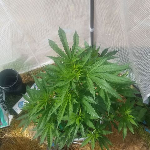 Durban poison growlog timeline photo
