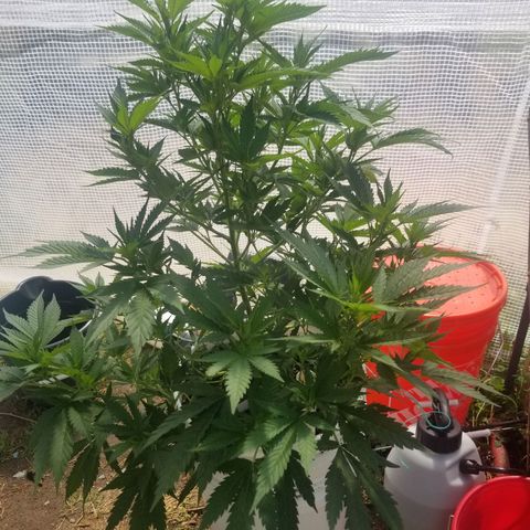 Durban poison growlog timeline photo