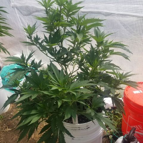 Durban poison growlog timeline photo