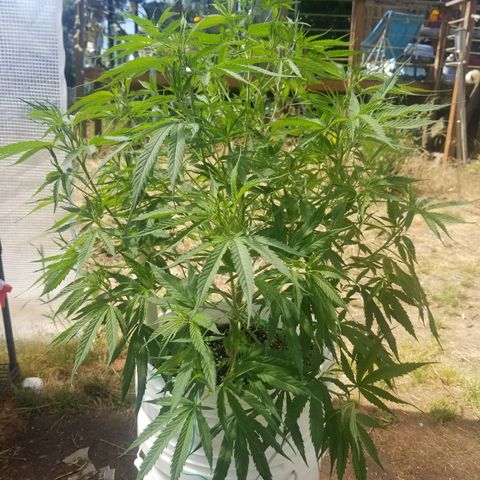 Charlotte's Web growlog timeline photo
