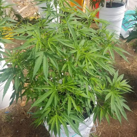 Charlotte's Web growlog timeline photo