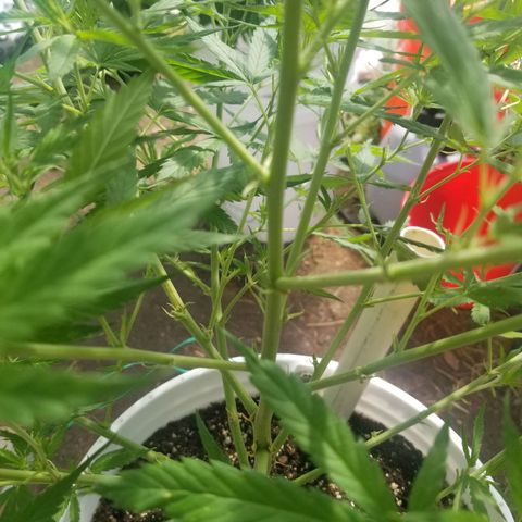 Charlotte's Web growlog timeline photo