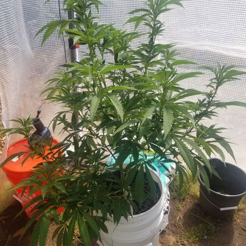 Duct tape growlog timeline photo