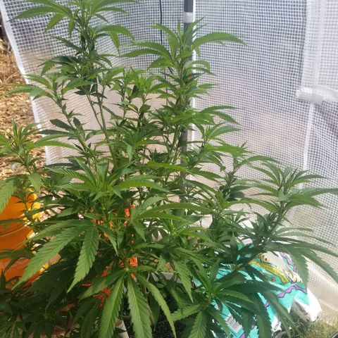 Duct tape growlog timeline photo
