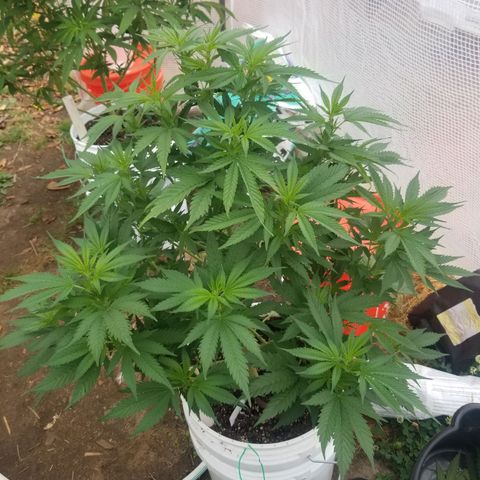 Durban poison growlog timeline photo