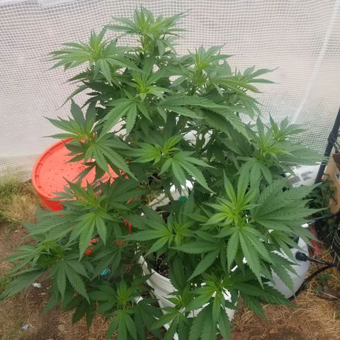 Durban poison growlog timeline photo