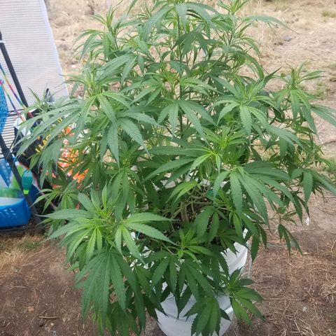 Charlotte's Web growlog timeline photo