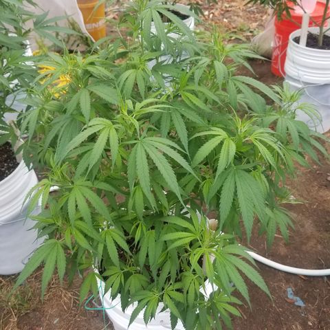 Charlotte's Web growlog timeline photo