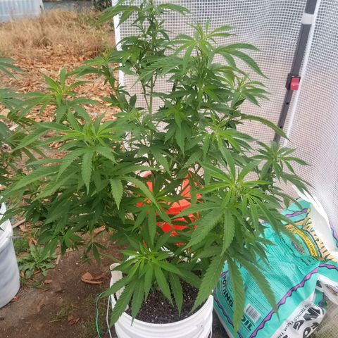 Duct tape growlog timeline photo
