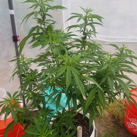 Duct tape growlog timeline photo
