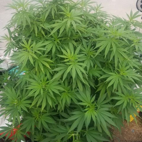 Durban poison growlog timeline photo