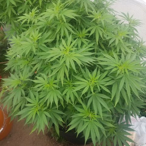 Durban poison growlog timeline photo