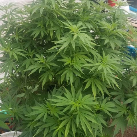 Durban poison growlog timeline photo