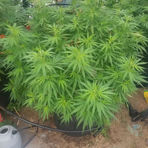 Charlotte's Web growlog timeline photo