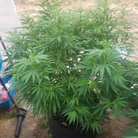 Charlotte's Web growlog timeline photo