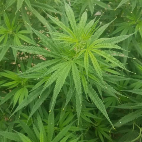 Charlotte's Web growlog timeline photo