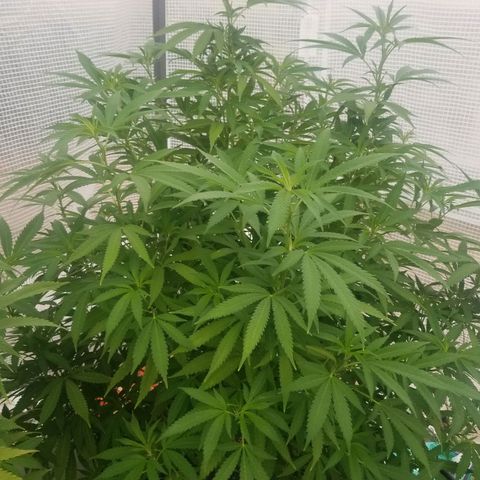 Duct tape growlog timeline photo