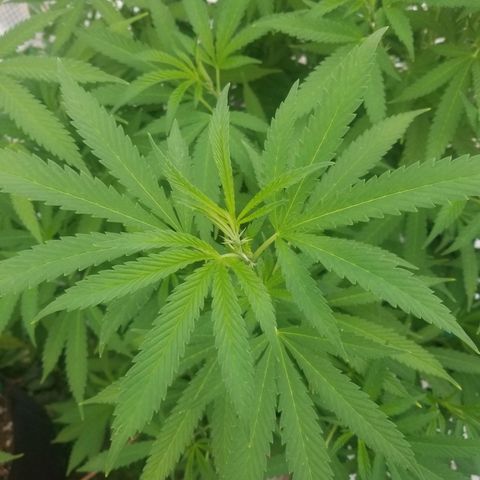 Duct tape growlog timeline photo