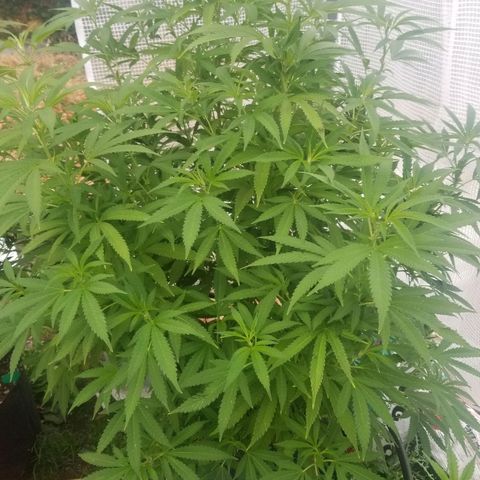 Duct tape growlog timeline photo