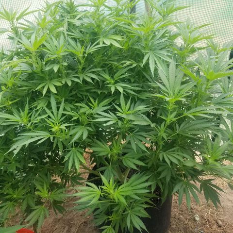 Durban poison growlog timeline photo