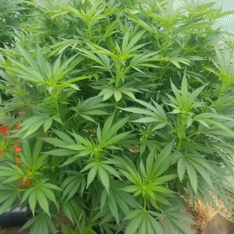 Durban poison growlog timeline photo