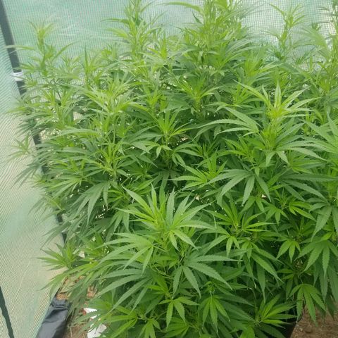 Charlotte's Web growlog timeline photo
