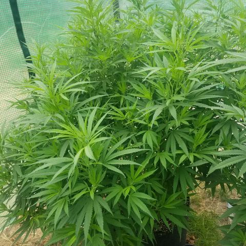 Charlotte's Web growlog timeline photo