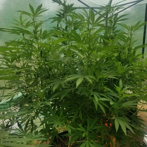 Duct tape growlog timeline photo