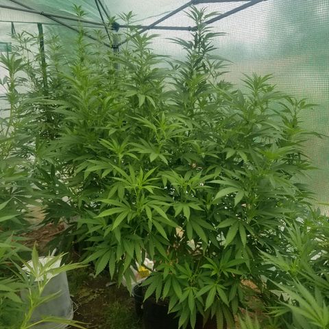 Duct tape growlog timeline photo