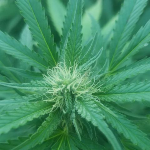 Durban poison growlog timeline photo