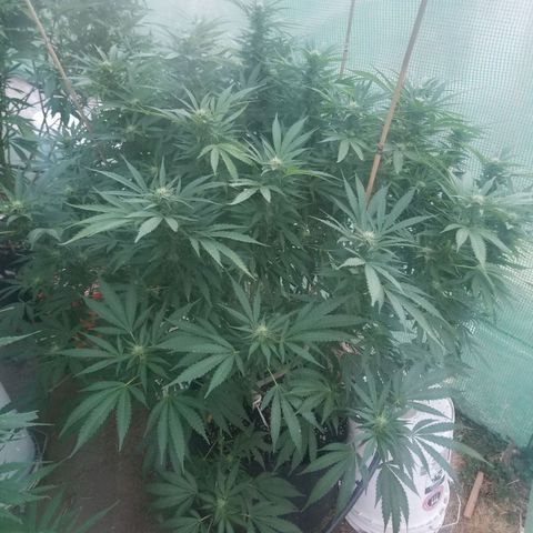 Durban poison growlog timeline photo