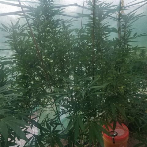 Duct tape growlog timeline photo