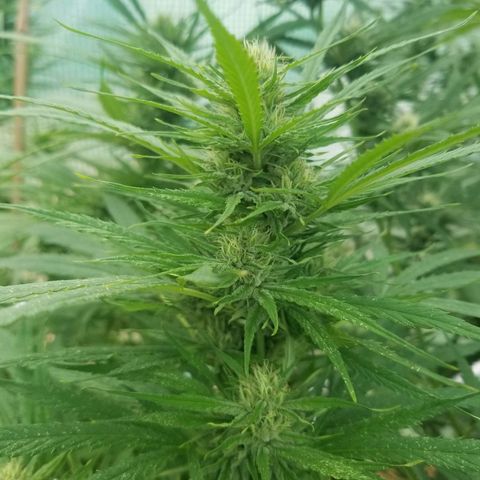 Charlotte's Web growlog timeline photo